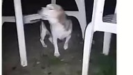 Kocie ruchy beagla