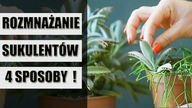 Jak rozmnażać SUKULENTY  4 sposoby na rozmnażanie sukulentów