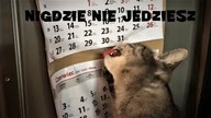 Kiedy kot dowie się o twoich planach na wakacje