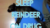 funny sleeping dog running in dream