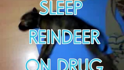 funny sleeping dog running in dream