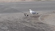 Mewa zjada mniejszego ptaka (Seagull eats a smaller bird)