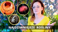 ROŚLINY JAKICH NIE ZNACIE! Roślina nietoperz, świecąca w nocy czy rosnąca w ciemnościach
