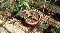 #82 Uczę się moich bananowców czyli - nawożenie, przesadzanie, dzielenie oraz nowy okaz w MarsHydro