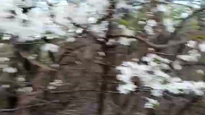 Mirabelki kwitnące!