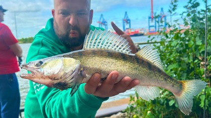 Szalone sandacze z Elby!  Hamburg, Niemcy 2025 | Odc.  1 z 3