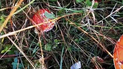 Szczęśliwa 13  Amanita Muscaria #shorts #amanitamuscaria #amanita