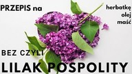 Lilak pospolity, czyli popularny bez | herbatka, olej i maść