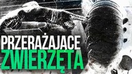 10 PRZERAZAJACYCH ZWIERZAT