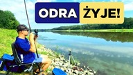 334 WROCŁAWSKA ODRA - ZŁÓW I WYPUŚĆ.  ZAWODNICZE RYBY