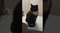 Fisia cicho siedzi na stoliku.