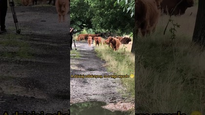 Małe kulisy przed dzisiejszą emisją  #rolnikszukażony #odwiedziny #szkockiekrowy #pawelfarmer