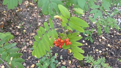 Stara Hałda w Jaworznie