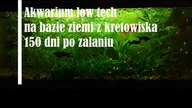 Akwarium na bazie ziemi ogrodowej 150 dni po zalaniu