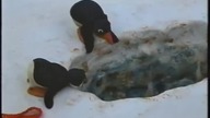 Pingu (Odcinek 17) - Pingu mają dziurę i g&oacute;ry śnieg
