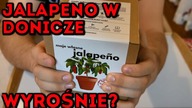 Papryczka Jalapeño w doniczce.  Czy coś z tego wyrośnie? #MajsterAmator odc. 74
