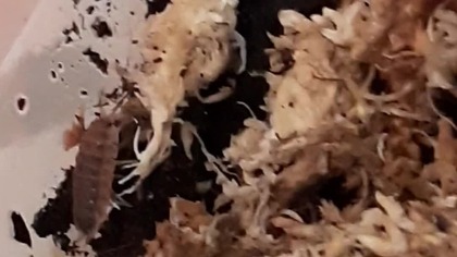 Porcellio scaber rusty #isopod #prosionki #isopody