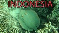 Indonezja - Komodo - Manta Point i Kanawa Island - Co Kryje Podwodny Świat (3)