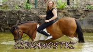 8 ciekawostek o koniach