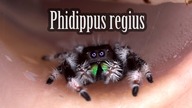 Zakupy z Ostravy [3/3] SKAKUNY! Najmądrzejsze pająki na Ziemi! Phidippus regius