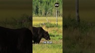 Surviving the Wild: Cantwell Grizzly Bear Attacks Unveiled!  #history #rightnow #checkout
