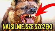 10 ZWIERZAT Z NAJMOCNIEJSZYMI SZCZĘKAMI