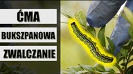 ĆMA BUKSZPANOWA ! Jak zwalczać, zapobiegać, czym opryskać bukszpany