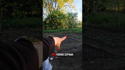 Co posiałm w ogrodzie? #ogród #przyroda #ogórki #kapusta #fasola