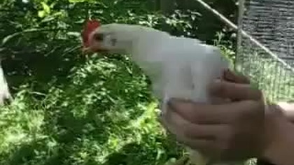 Kura jako stabilizator obrazu