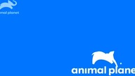 ANIMALPLANET - 23-12-2021 - Zapowiedzi 2x, Reklama, Ident