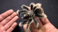 Dorosły Brachypelma albopilosum nicaragua.  Maskotka czy ptasznik??