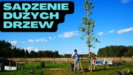 Sadzenie DUŻYCH drzew Na Działce! odc. 93