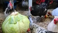 Kury i kapusta #chicken