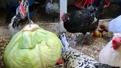 Kury i kapusta #chicken