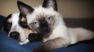 Dog   cat   food 4D 