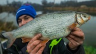 RZECZNE PIĘKNOŚCI - ŚWINKA , JAŹ i KLEŃ - FEEDER FISHING