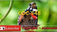 Odc-548-Cz. Nr1-Ogród Egzotyczny-Pokaz slajdów-Chillout (stalewiak)