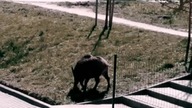 Kto z sąsiadów chodzi bez smyczy z huskim?