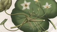 Louis Van Houtte - rycina botaniczna