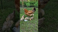 Pierwszy spacer kurczaków  zielony wybieg i wielkie odkrycia  #babychicks #chicken #farmlife