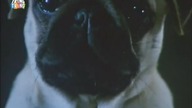 Milo dhe Otis