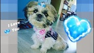 Puppyhood - My Puppy Growing