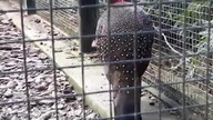 Tragopan Czerwony (Satyr) 