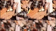 Mrówki Pierwszy dzień wiosny #ants #nature #wildlife #insects #mrowki