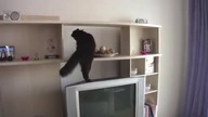 Kocie Mission Impossible