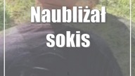 Naubliżał sokistom.  Grozi mu więzienie