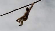 Oto co sądzi małpa o odwiedzających zoo