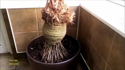 346-Cz. 4-Livistona chinensis, Washingtonia, kroton codiaeum i inne rośliny.