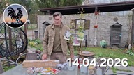 Nowe clematisy i kanarki * Garden kuRaż 14. 04. 2026