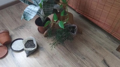 #360 Patyczak, Haciora (Rhipsalis) - jak pielęgnować?